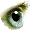 oeil